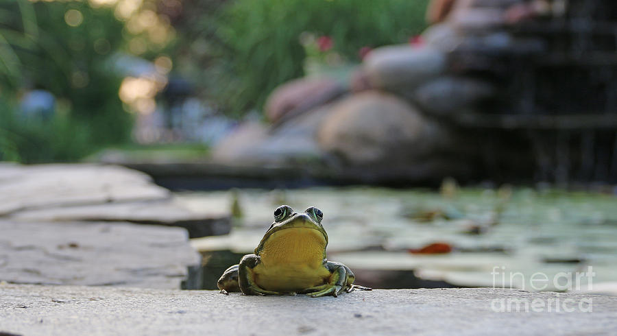 Frog in Paradise 0351 Photograph by Jack Schultz