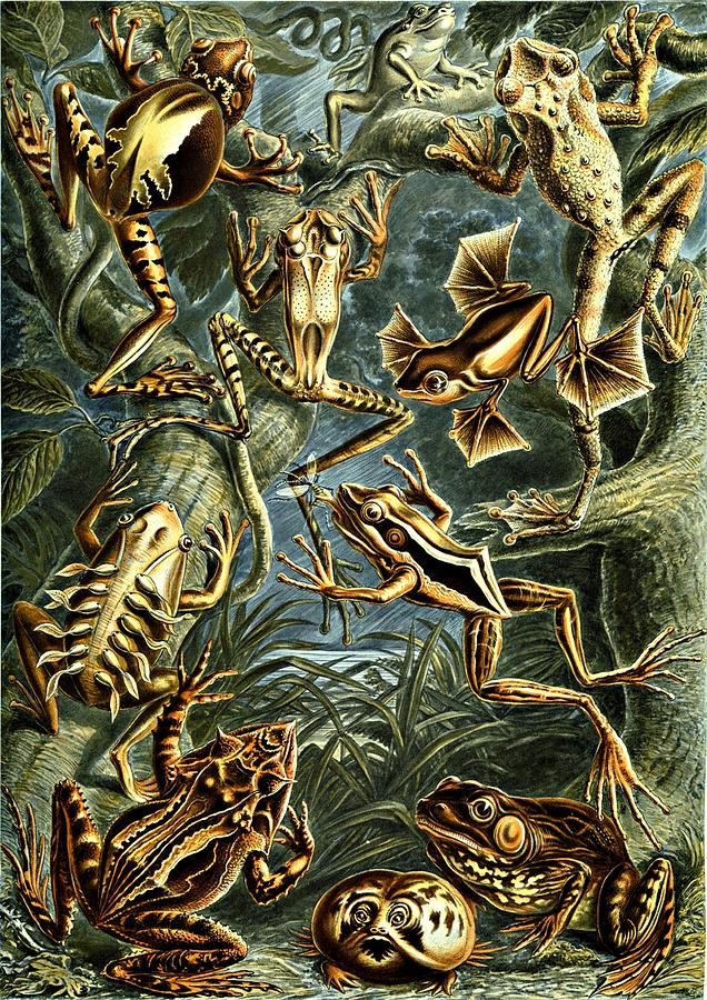 Frogs Amphibious Haeckel Batrachia Amphibians Digital Art by Movie Poster Prints
