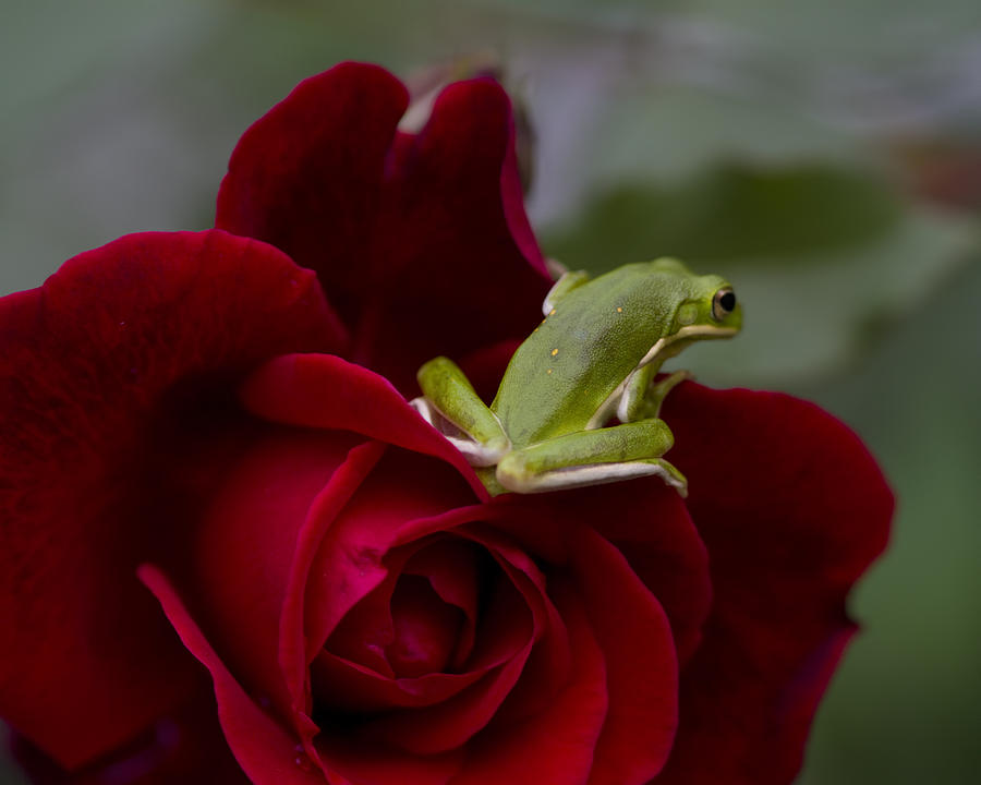 Frogs and Roses Photograph by Kathy Clark