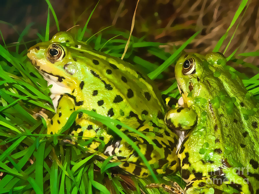 Frog Photograph - Frogs Decor by Lutz Baar