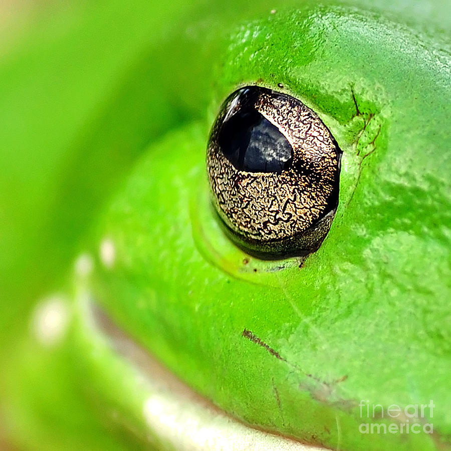 Pattern Photograph - Frogs Eye by Kaye Menner