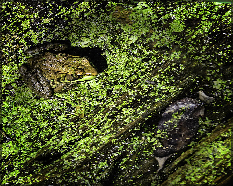 Frogs in Bear creek Photograph by LeeAnn McLaneGoetz McLaneGoetzStudioLLCcom