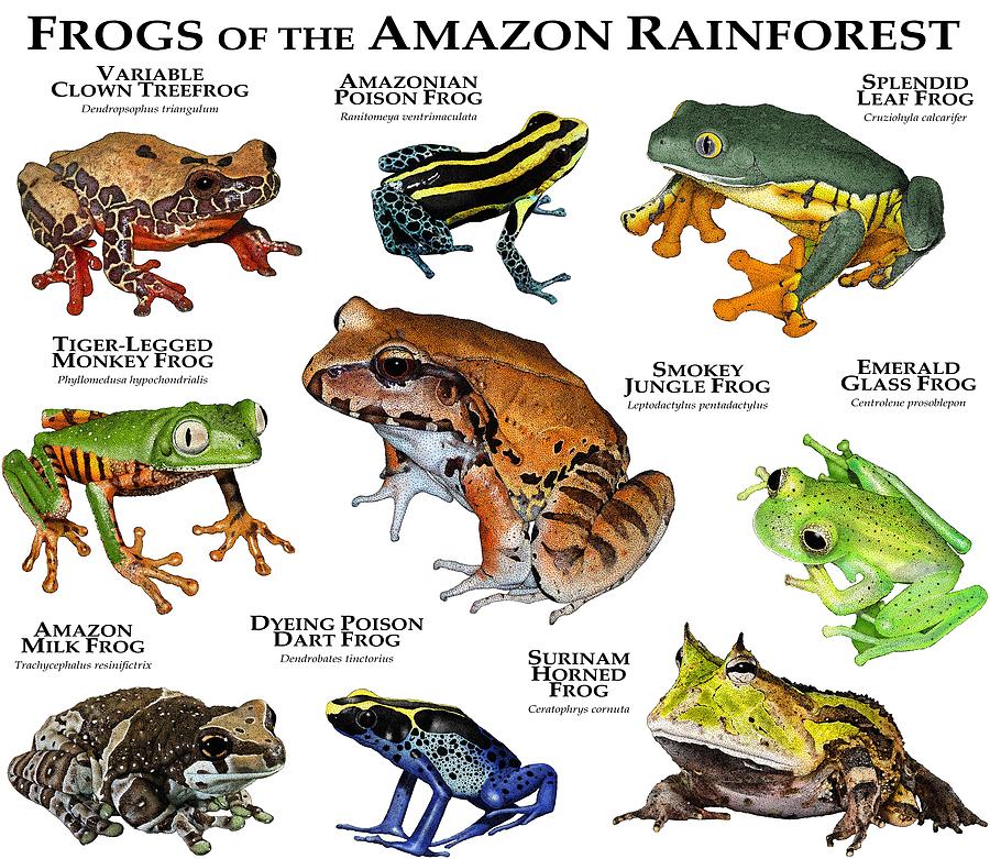 frogs in the tropical rainforest