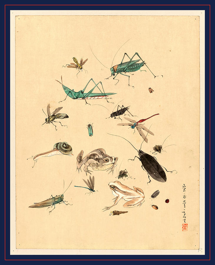 Frog Drawing - Frogs Snails And Insects, Including Grasshoppers Beetles by Japanese School