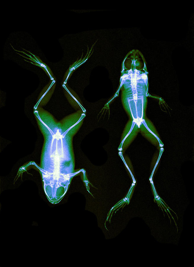 Frogs, X-ray, 1896 Photograph by Science Source