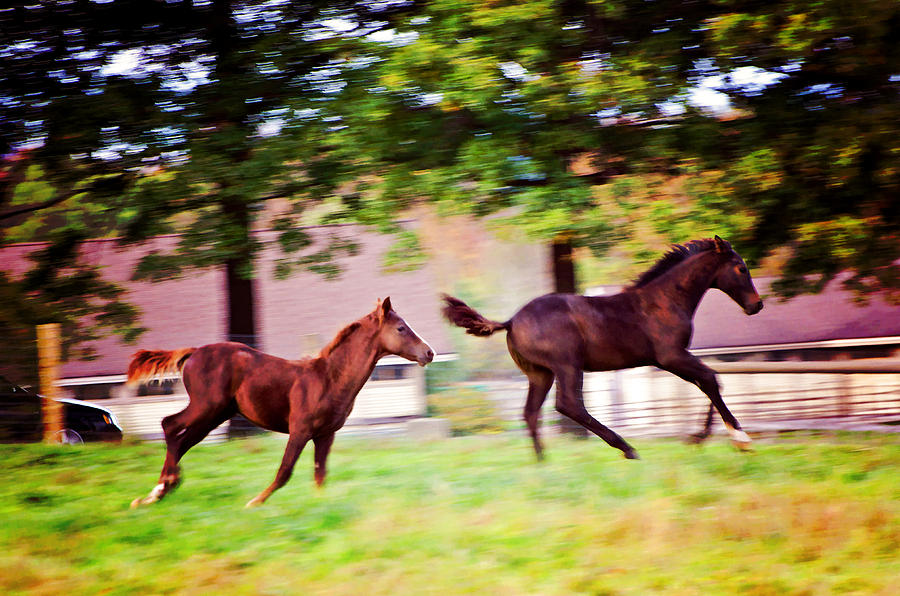 Frolicking Friends Photograph by Donna Doherty