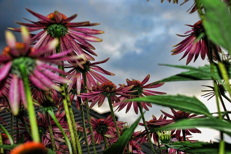 From Below Photograph By Jes Fritze - Fine Art America