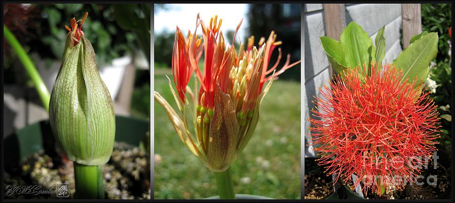 From Bud to Bloom - African Blood Lily Photograph by J McCombie