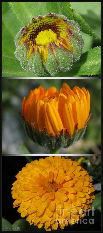 From Bud to Bloom - Calendula named Bon-Bon Orange Photograph by J McCombie