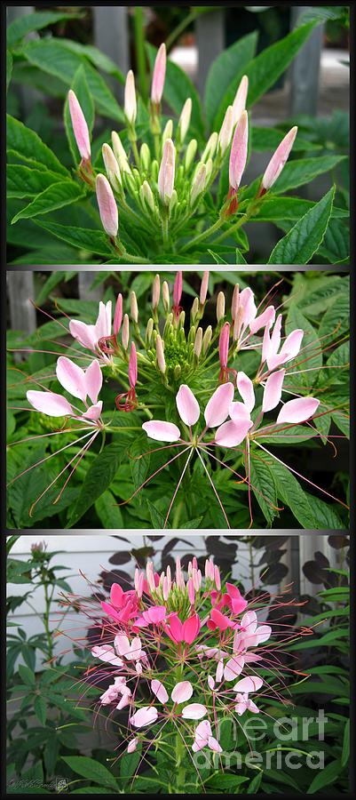 From Bud to Bloom - Cleome named Pink Queen Photograph by J McCombie