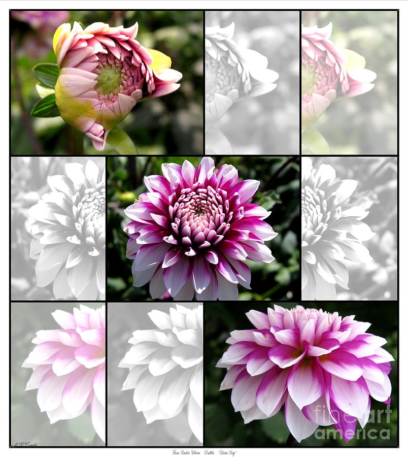 From Bud to Bloom - Dahlia named Brian Ray Photograph by J McCombie