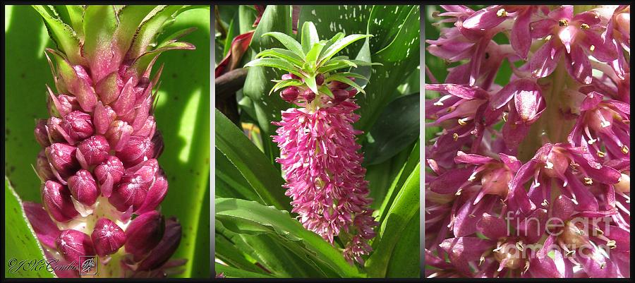From Bud to Bloom - Eucomis named Leia Photograph by J McCombie