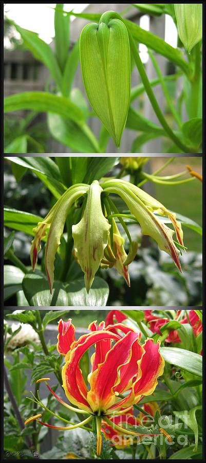 From Bud to Bloom - Gloriosa named Rothschildiana Photograph by J McCombie