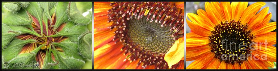 Sunflower Photograph - From Bud to Bloom - Sunflower by J McCombie