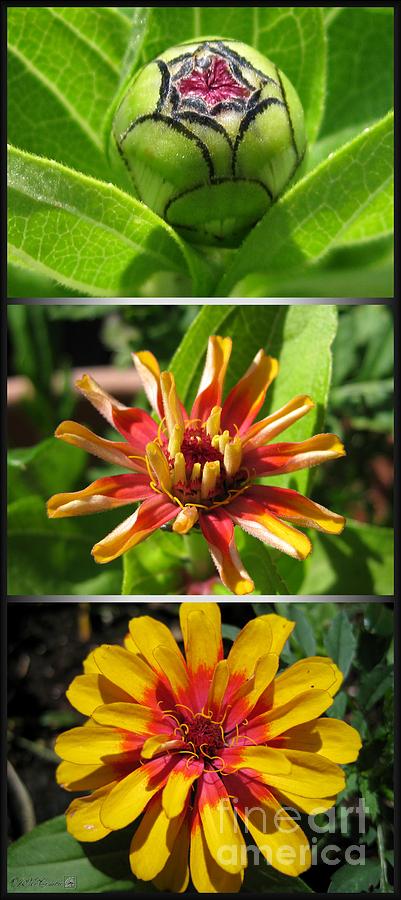From Bud to Bloom - Zinnia Photograph by J McCombie