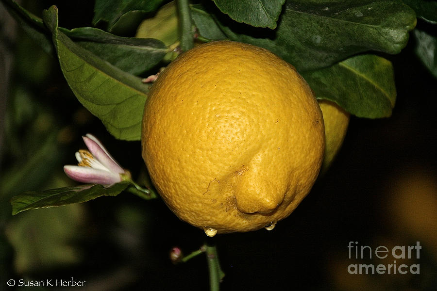 From Flower To Fruit Photograph by Susan Herber