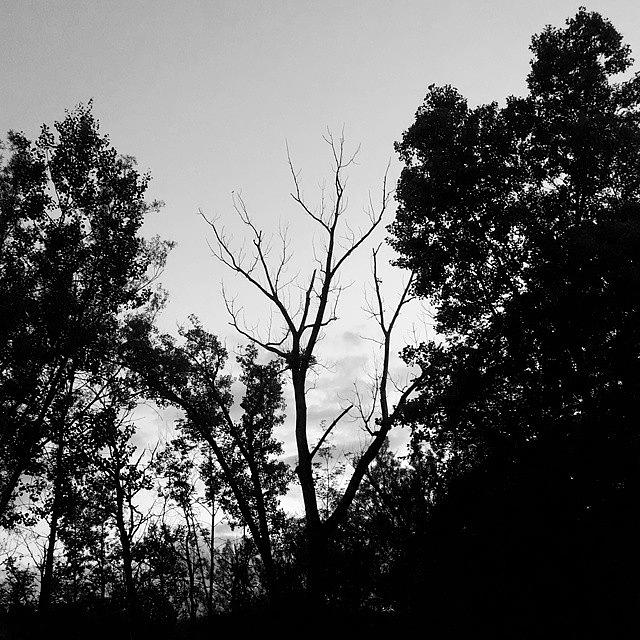 Tree Photograph - From Last Nights Walk. Lonely Tree by Melissa Yosua-Davis