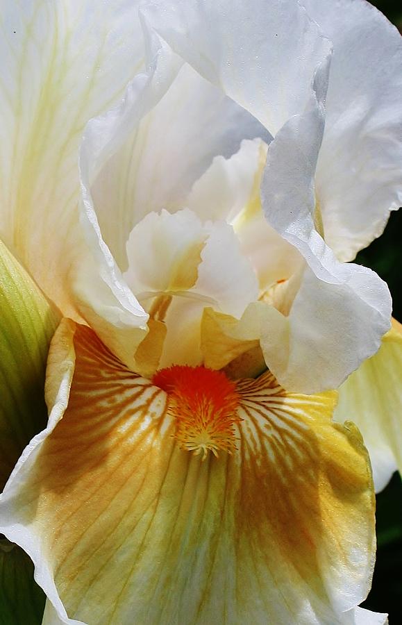 Iris Photograph - From My Eyes To Yours by Bruce Bley