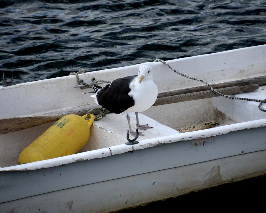 From Rockport MA A seagull chilling out in a rowboat Photograph by Toby McGuire