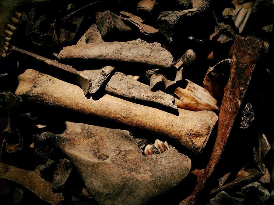 Skeleton Photograph - From the Bone Yard 1 by Nadalyn Larsen