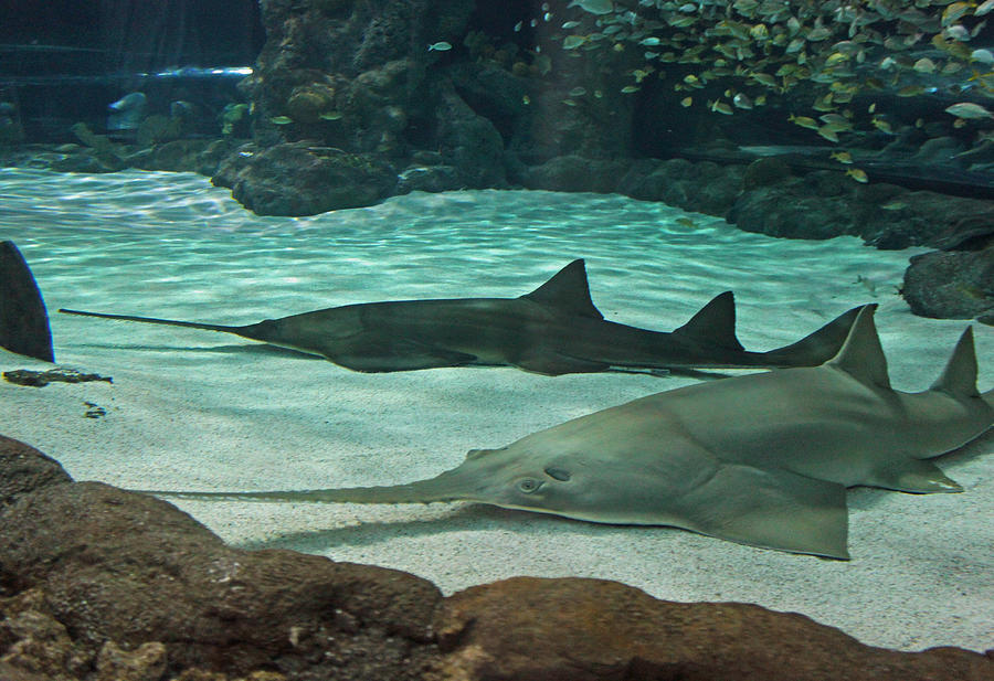 Sharks Photograph - From the Deep - Sawtooth Ray Sharks by Suzanne Gaff