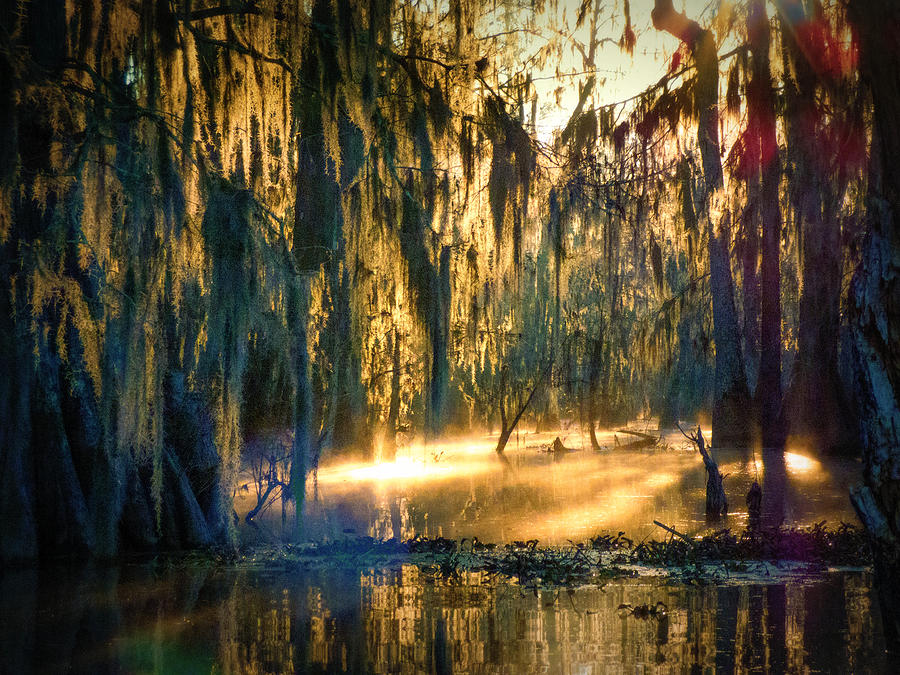 Light In The Deepest Swamp Photograph by Kimo Fernandez