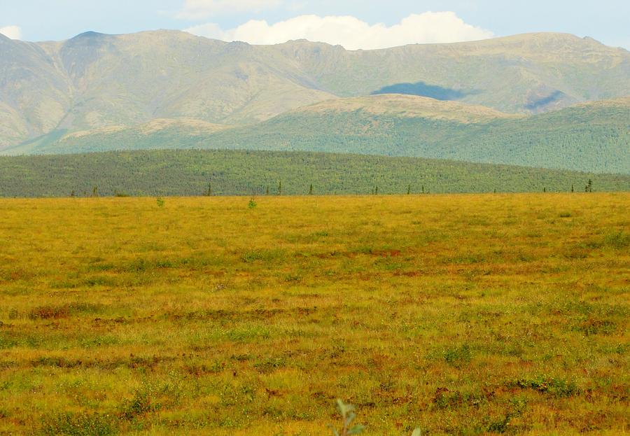 From the Denali Highway Photograph by Lisa Dunn