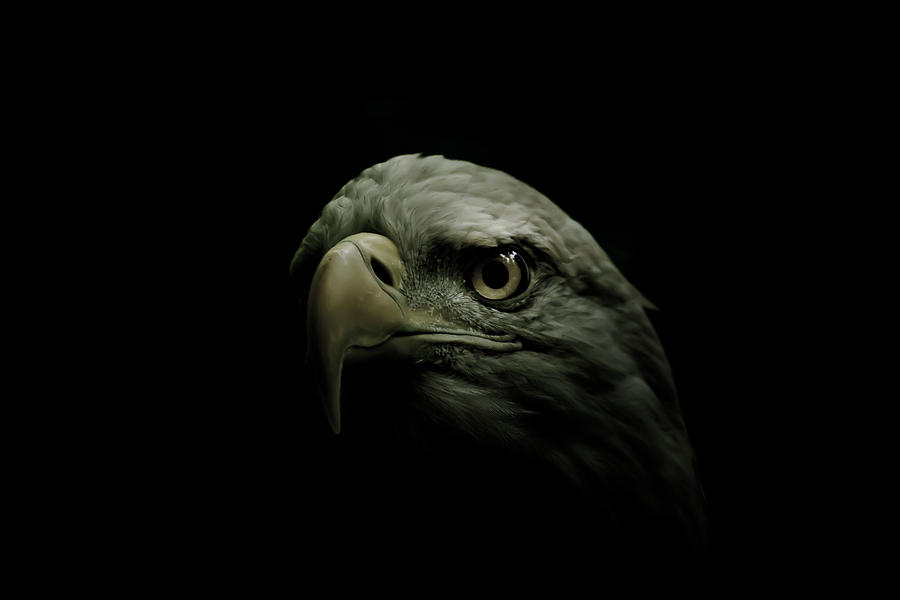 Eagle Photograph - From the Shadows by Shane Holsclaw