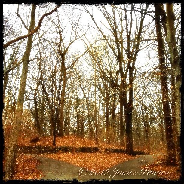 Autumn Photograph - From Todays Walk In The Park #trees by Jan Pan Autumn Photograph - From Todays Walk In The Park #trees by Jan Pan