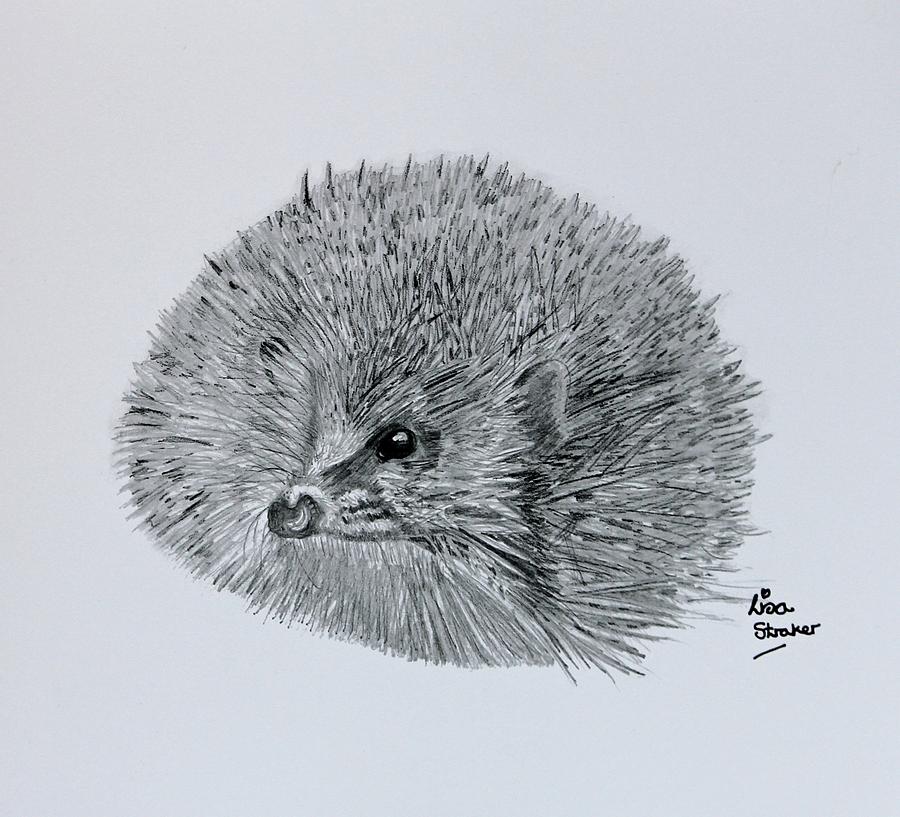 Hedgehog pencil sketch From under the prickles Drawing by Lisa Straker ...