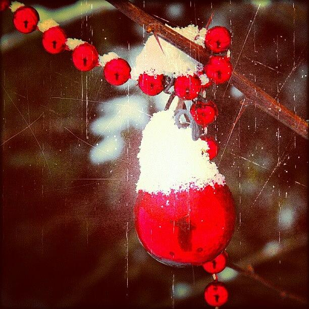 Winter Photograph - From When I Used To Decorate A #tree by Linandara Linandara