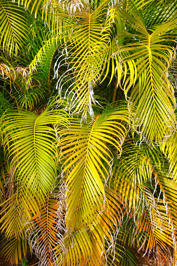 Nature Photograph - Frond Colors and Patterns by Steven Ainsworth