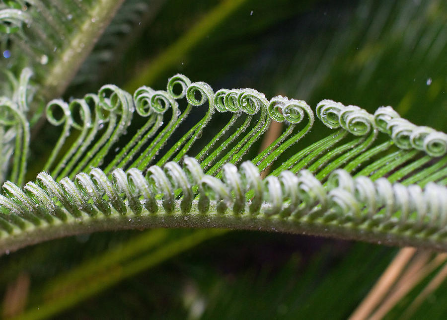 Frond Curves Photograph by Farol Tomson