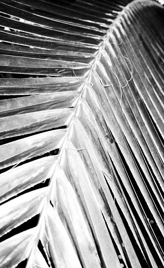 Abstract Photograph - Fronds by Alan Oliver