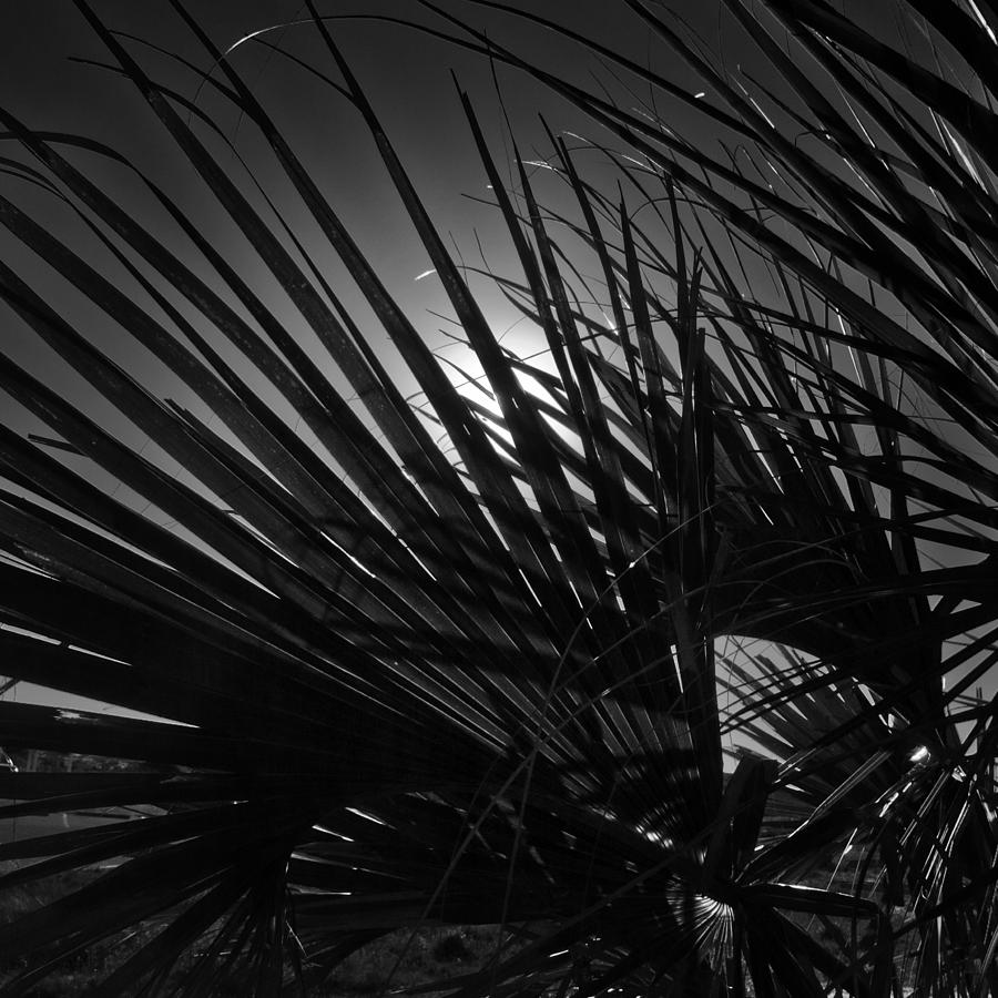 Fronds Photograph by George Taylor