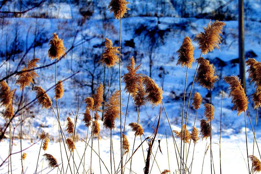 Nature Photograph - Fronds in Winter by Eleanor Abramson