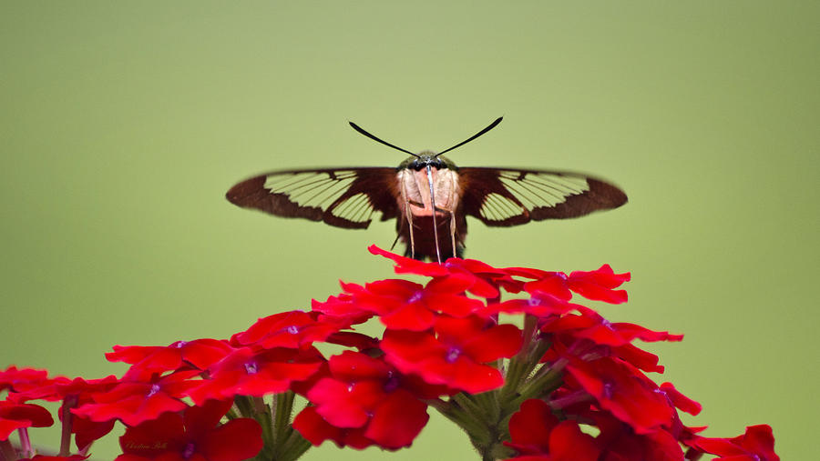 Hummingbird Clearwing Moth Front And Center  Photograph by Christina Rollo