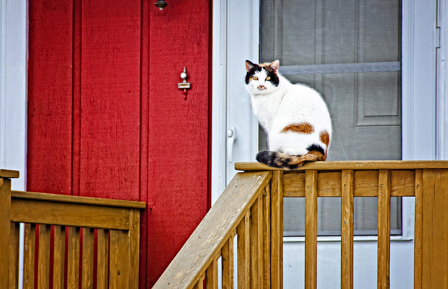 Front Porch Cat Photograph by Donna Doherty