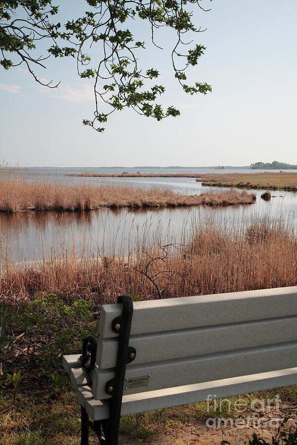 Front Row Seat at Blackwater Wildlife Refuge in Maryland Photograph by William Kuta