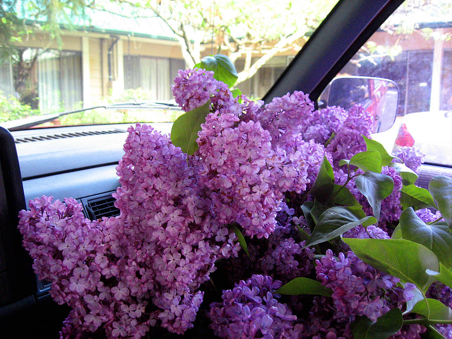 Front Seat Full Of Lilacs Photograph by Kym Backland