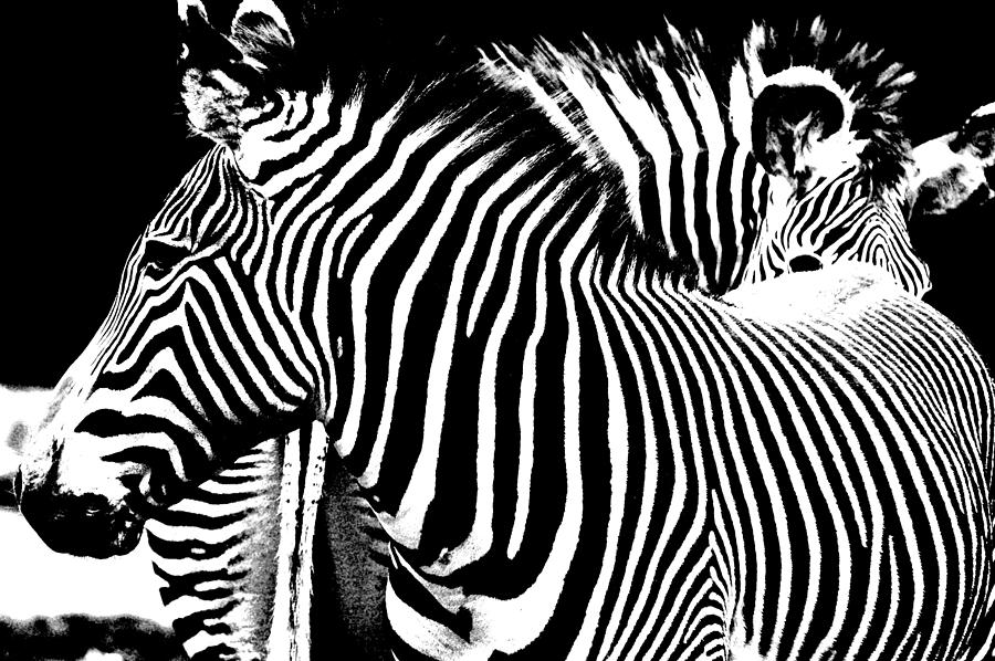Zebra Photograph - Front To End by Jeremiah John McBride