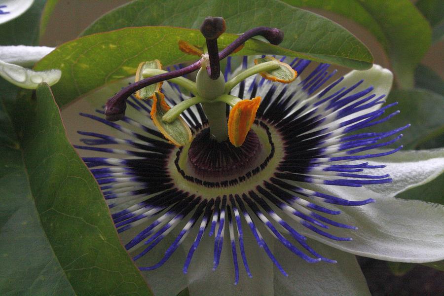 Front View of Beautiful Passiflora Flower Photograph by Taiche Acrylic Art