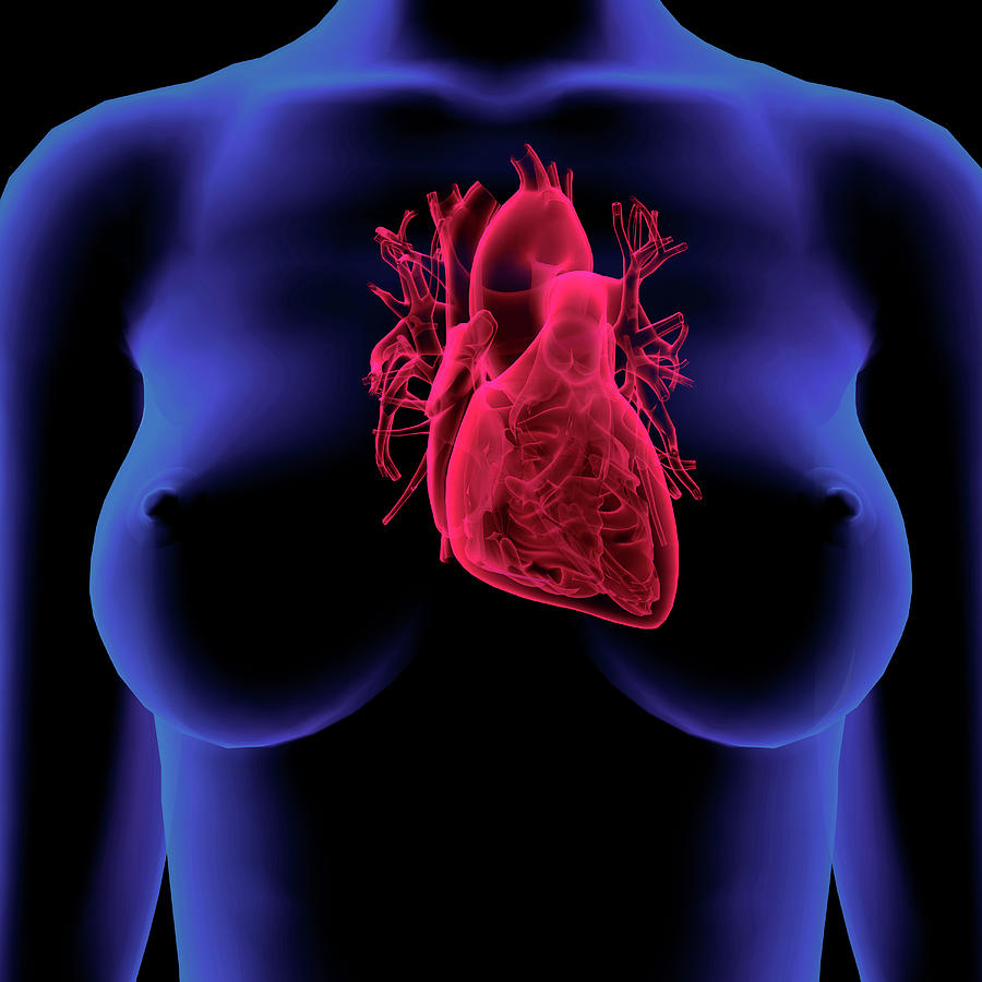 Front View Of Female Chest And Heart by Hank Grebe