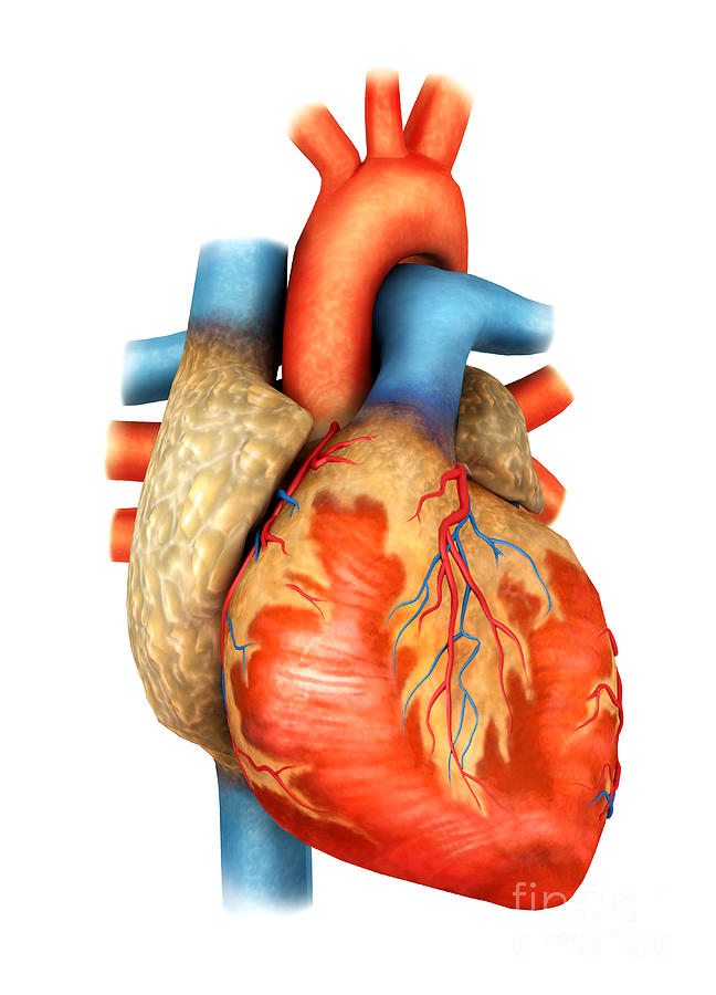 Vertical Digital Art - Front View Of Human Heart by Stocktrek Images
