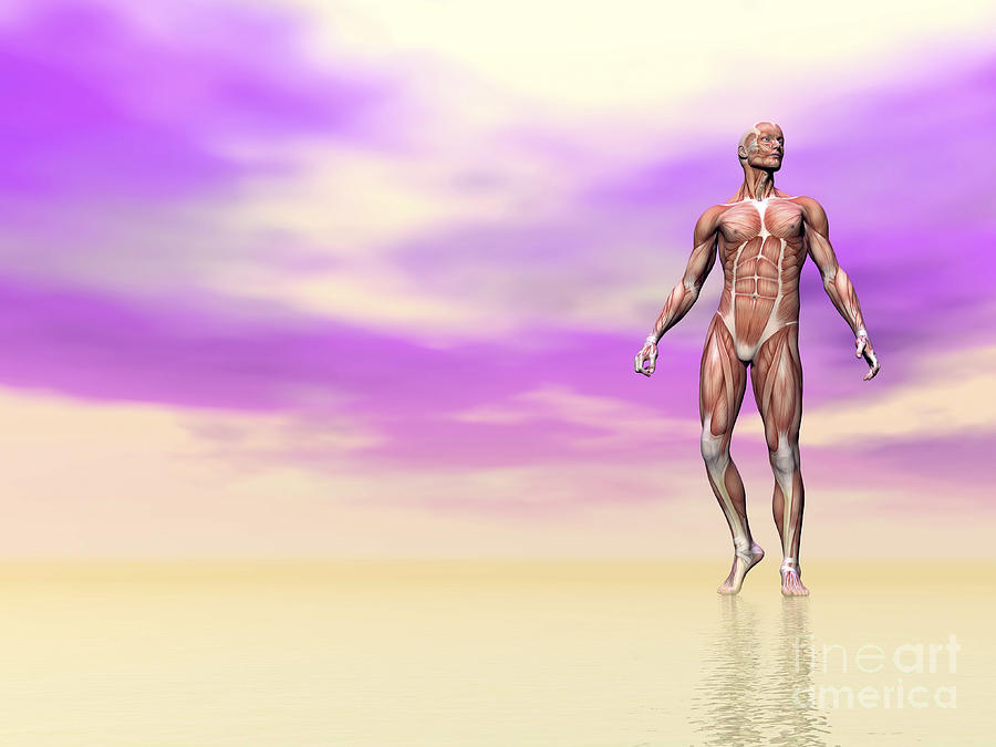 Front View Of Male Musculature, Pink Digital Art by Elena Duvernay