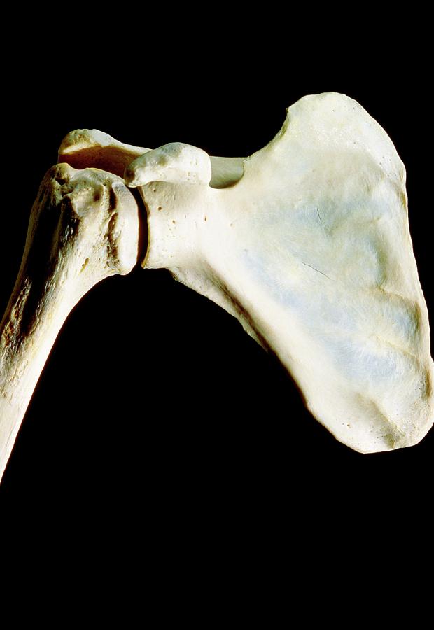 Front View Of The Bones Of A Right Shoulder Joint Photograph by James Stevenson/science Photo Library