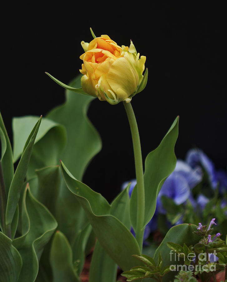 Nature Photograph - Front Yard Tulip by Robert Pilkington