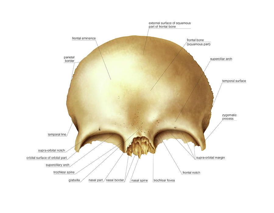 Frontal Bone Photograph By Asklepios Medical Atlas Pixels 9690