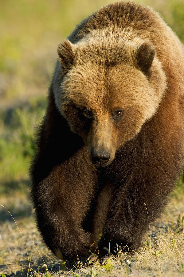 Wildlife Photograph - Frontal View Of Grizzly Walking by John Hyde