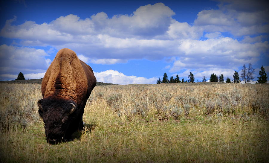 Yellowstone National Park Photograph - Frontview of American Bison by Lisa Holland-Gillem